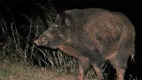 Permís especial per controlar la plaga de porcs senglars