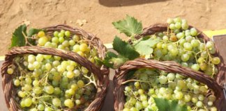 Arriba la festa de la Verema de Canyet