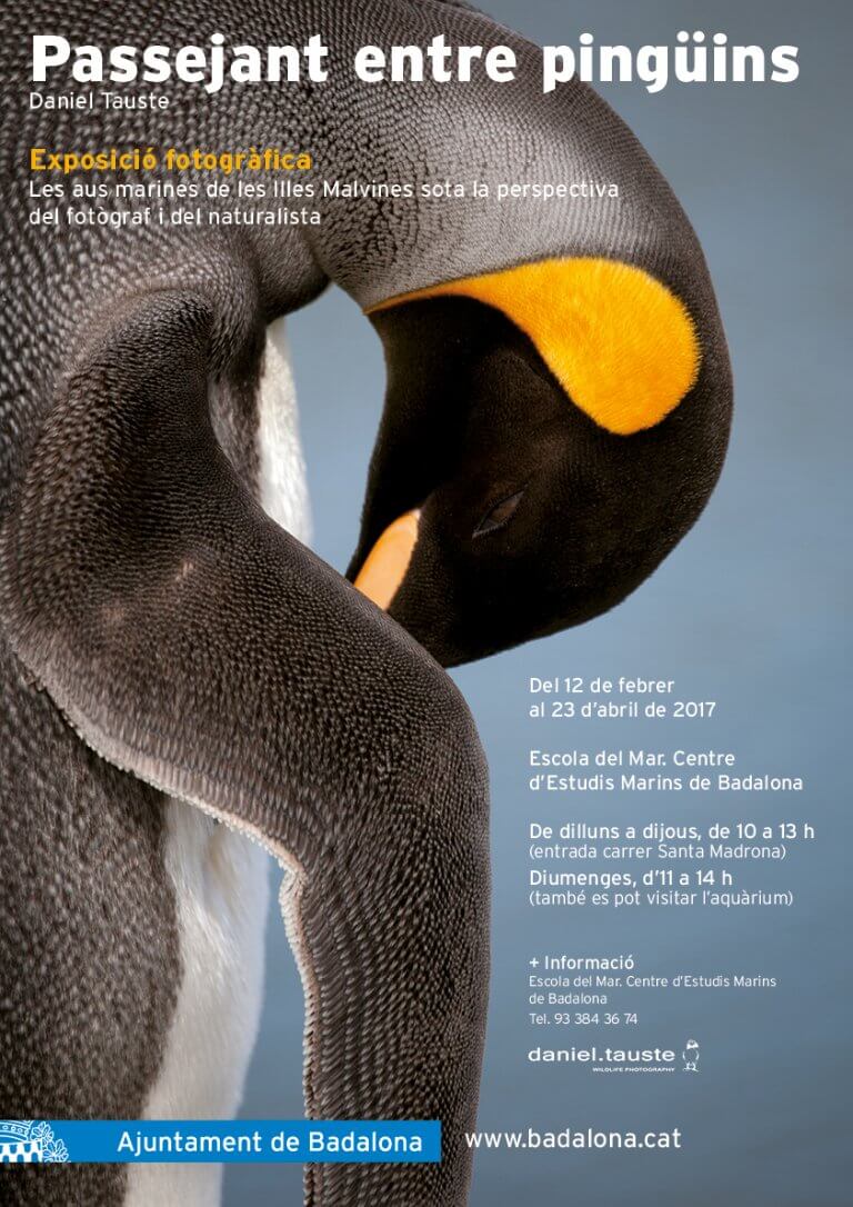 L’Escola del Mar acull l’exposició ‘Passejant entre pingüins” del fotògraf Daniel Tauste