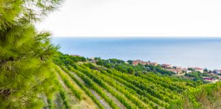 El mes de la DO Alella arriba a Badalona amb diverses activitats