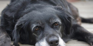 Crida de voluntariat pel refugi de gossos d’ABAM i APROPA’T