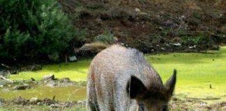 Cacera col·lectiva de senglars a Tiana