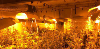 Desmantellen una plantació amb 1.100 plantes de marihuana a Tiana