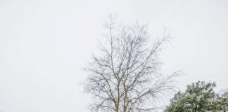 La nevada de febrer del 2018