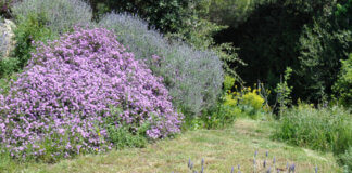 Arriba una nova edició de la Plantada Popular a Tiana