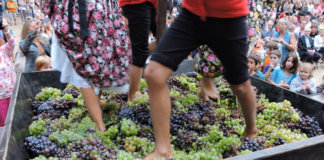La festa de la Verema d’Alella proposa una “verema nocturna”