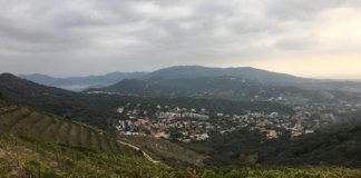 Passejada per les vinyes de Tiana i tast de vins