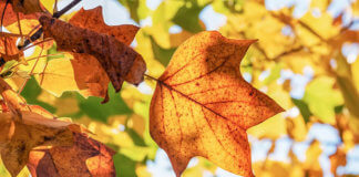 Festa de tardor al barri de la Morera