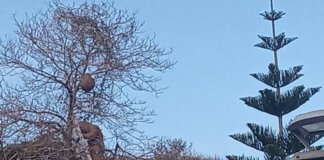 Retiren un eixam d’abelles d’un arbre de Montgat