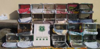 Ocells decomissats i una tortuga trobada a Badalona