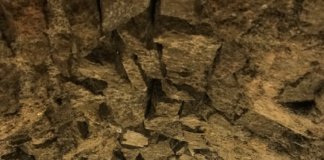 El Museu de Badalona participa en les Jornades Europees d’Arqueologia