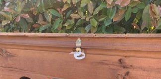 Tiana instal·la tres refugis de gats