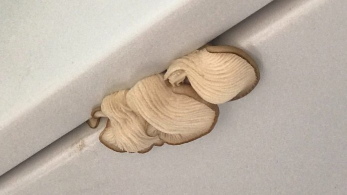 bolets-vago-rodalies-1-141021-1-1024x576