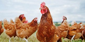 L’Ajuntament de Tiana alerta sobre la grip aviària H5N1