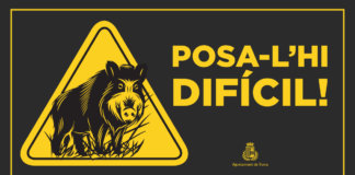 Al senglar, posa-l’hi difícil!