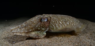 El fons marí badaloní a través del XX Open Nocturn de Fotografia Submarina