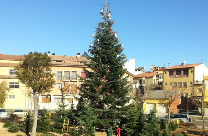 Arbre natural de Nadal en una plaça