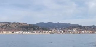 VÍDEO: Els dofins visiten la platja de Badalona