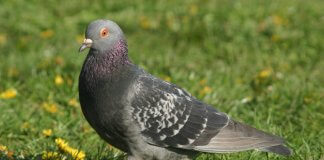 Els coloms que tenim arreu de Catalunya estan malalts i són un perill