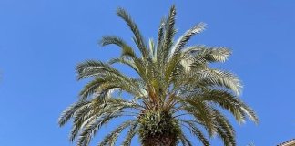 Tiana revisa les palmeres dels parcs públics