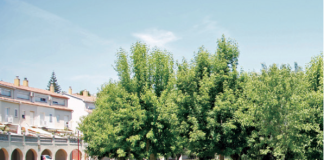 Montgat comptarà amb un inventari de l’arbrat municipal