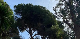 Gairebé 5.000 arbres formen el nou inventari d’arbrat urbà de Tiana
