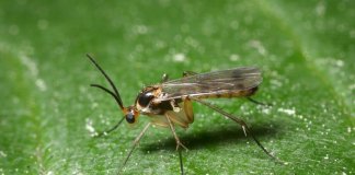 Presència elevada de mosques negres a Tiana