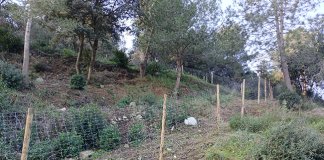 Prova pilot de silvopastura a Tiana