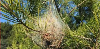 Comença el tractament de la processionària a Tiana