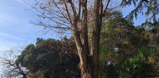Tiana comença la replantació de l’arbrat públic amb la col·locació de 80 arbres