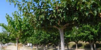 Substitució dels elements de calistènia de la platja de Montgat