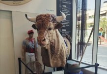 El Bou de Mar, la nova imatge festiva que enamora els més petits, s’exposa a la Biblioteca de Canyadó