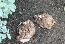 Alerten de possible menjar enverinat per a gossos a la plaça Pompeu Fabra