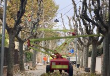 Comencen les podes d’arbrat viari a Tiana