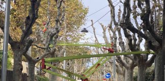 Comencen les podes d’arbrat viari a Tiana