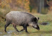 Badalona, Tiana i Montgat entren a la zona restringida per la pesta porcina africana