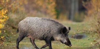 Badalona, Tiana i Montgat entren a la zona restringida per la pesta porcina africana