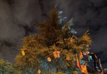 L’AV Sant Antoni de Llefià engalana un arbre natural