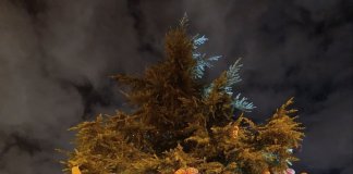 L’AV Sant Antoni de Llefià engalana un arbre natural