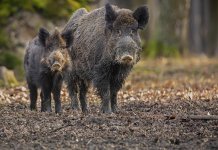 Catalunya aspira a reduir a la meitat una població de senglars