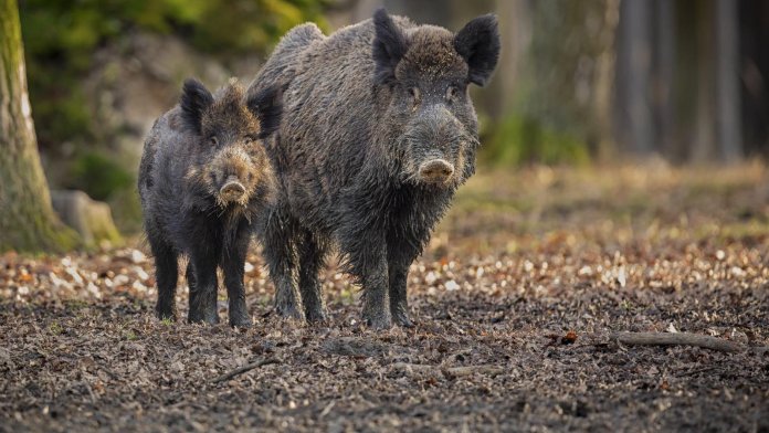 f912a4e2-d971-4186-bedd-a555008b867d_16-9-aspect-ratio_default_0